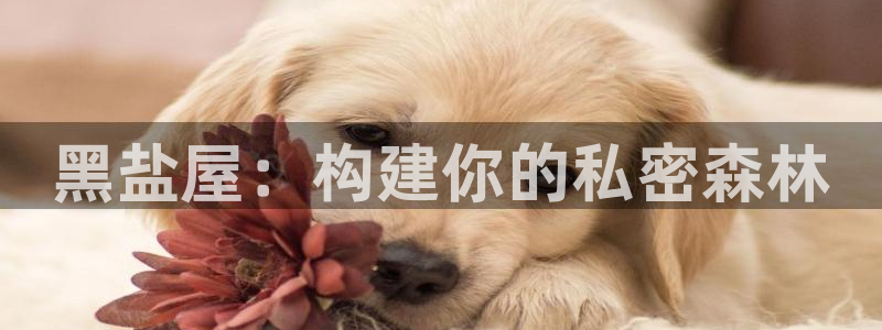 LV国际传媒：黑盐屋：构建你的私密森林